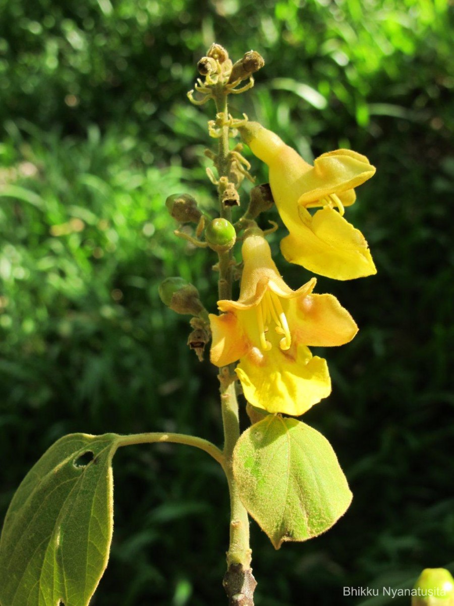 Gmelina arborea Roxb. ex Sm.